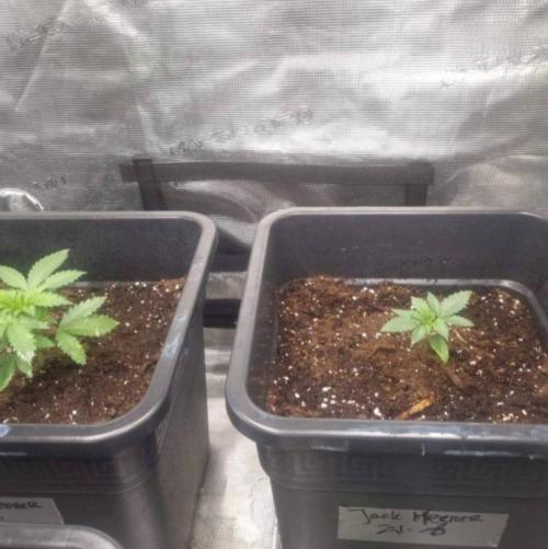 JackHerrer - GreenHouseSeed. Week 2