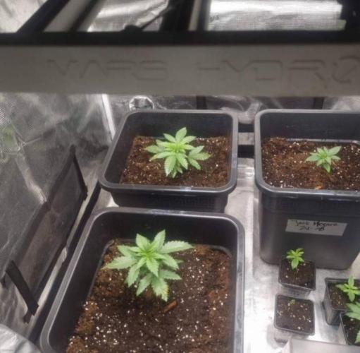 JackHerrer - GreenHouseSeed. Week 2