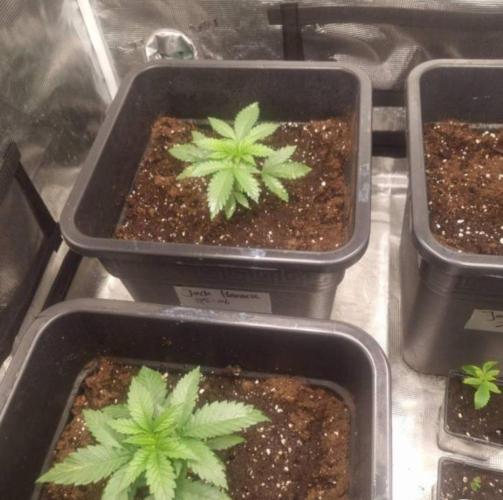JackHerrer - GreenHouseSeed. Week 2