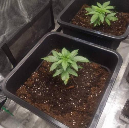 JackHerrer - GreenHouseSeed. Week 2