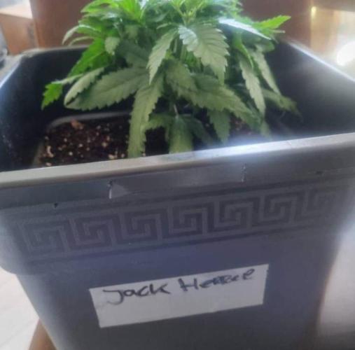 JackHerrer - GreenHouseSeed. Week 3