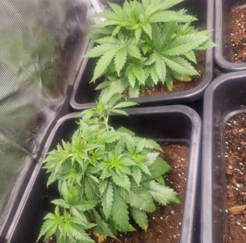 JackHerrer - GreenHouseSeed. Week 3