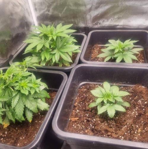 JackHerrer - GreenHouseSeed. Week 3