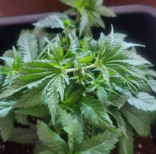 JackHerrer - GreenHouseSeed. Week 3