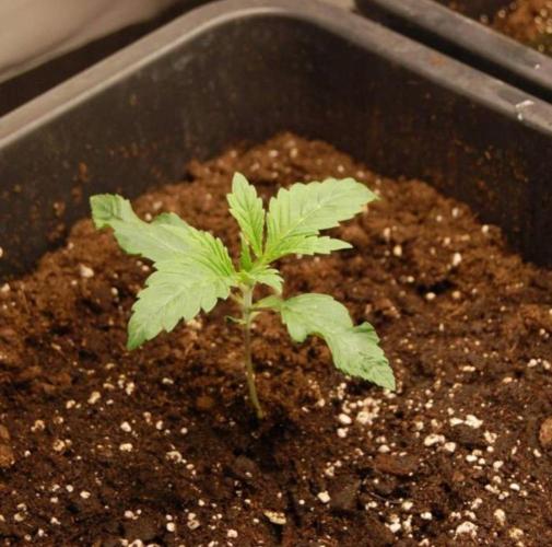 LemonKushHeadbandt. Week 3