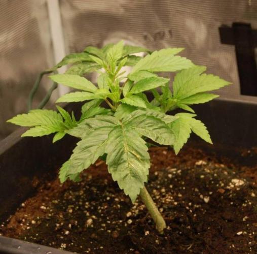 LemonKushHeadbandt. Week 3