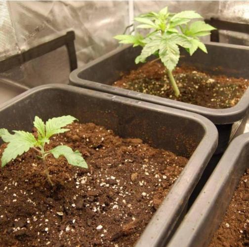 LemonKushHeadbandt. Week 3