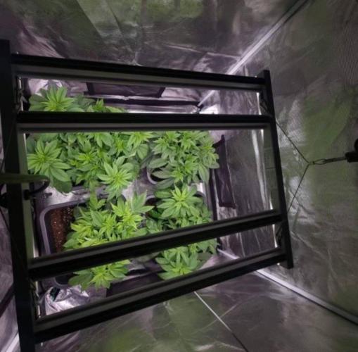 LemonKushHeadbandt. Week 4