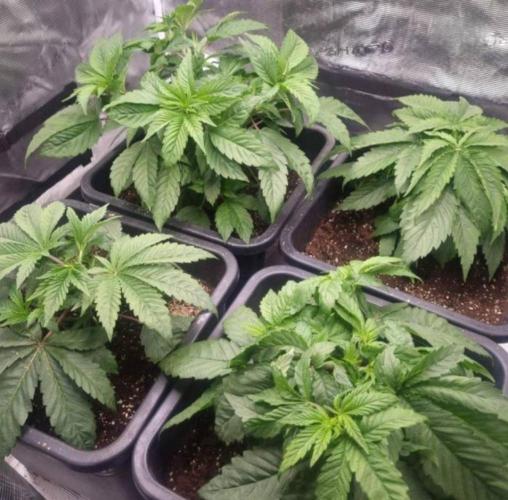 LemonKushHeadbandt. Week 4