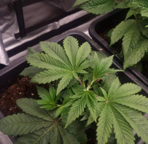 LemonKushHeadbandt. Week 4