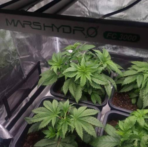 LemonKushHeadbandt. Week 4
