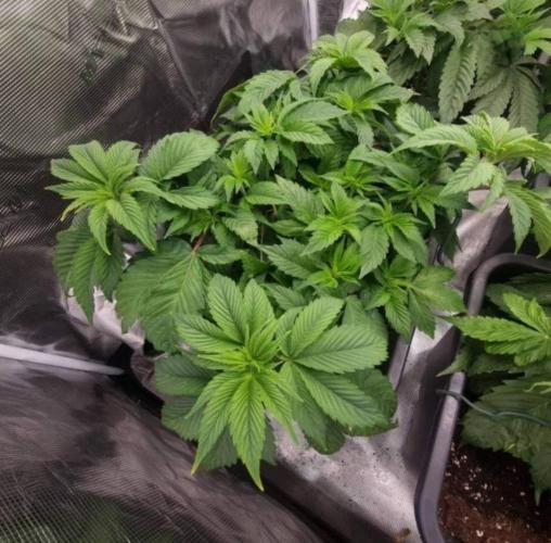 LemonKushHeadbandt. Week 4
