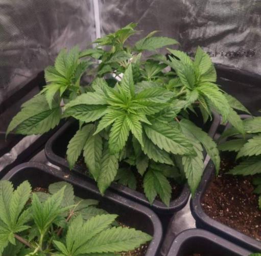 LemonKushHeadbandt. Week 4