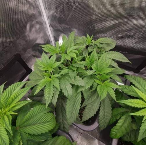 LemonKushHeadbandt. Week 4