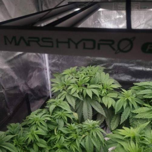 LemonKushHeadbandt. Week 5
