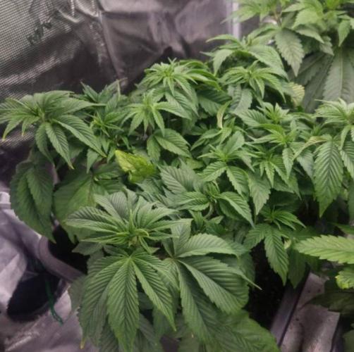 LemonKushHeadbandt. Week 5
