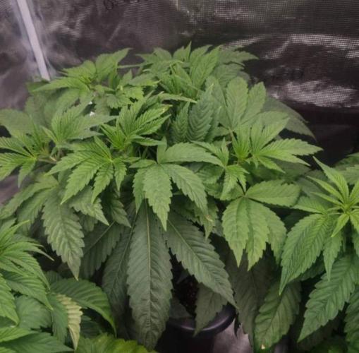 LemonKushHeadbandt. Week 5