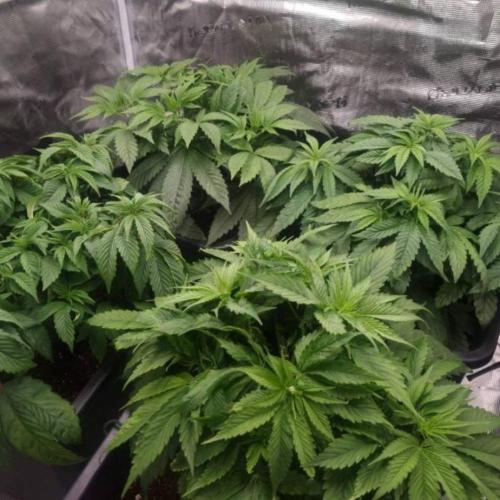 LemonKushHeadbandt. Week 5