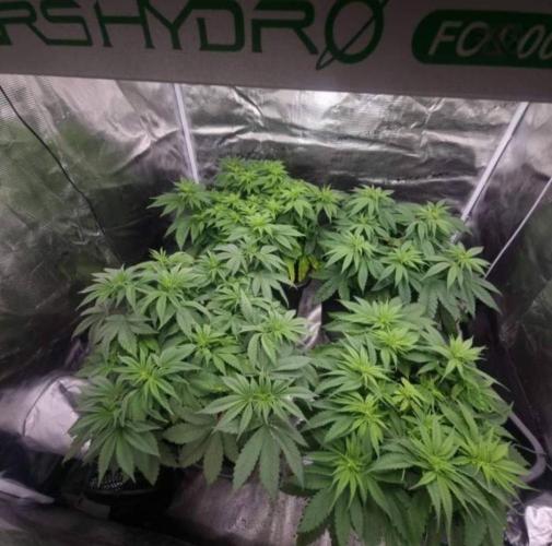 LemonKushHeadbandt. Week 6