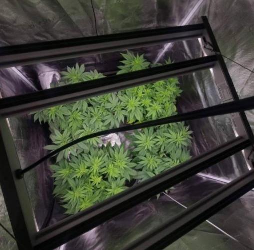 LemonKushHeadbandt. Week 6