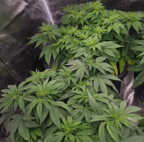 LemonKushHeadbandt. Week 6
