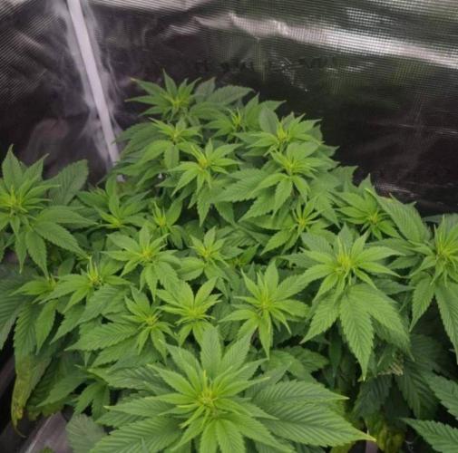 LemonKushHeadbandt. Week 6