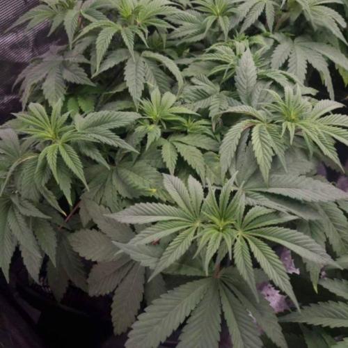 LemonKushHeadbandt. Week 6