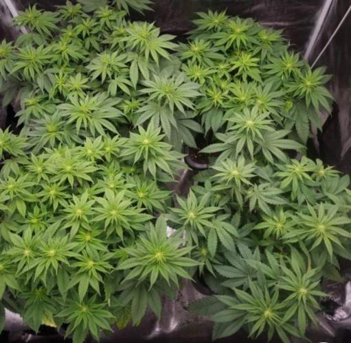 LemonKushHeadbandt. Week 7