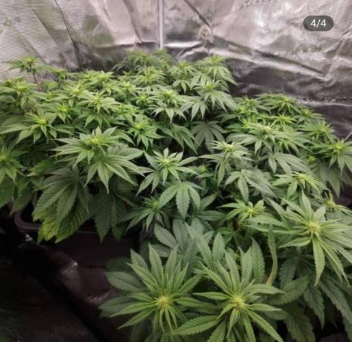 LemonKushHeadbandt. Week 7