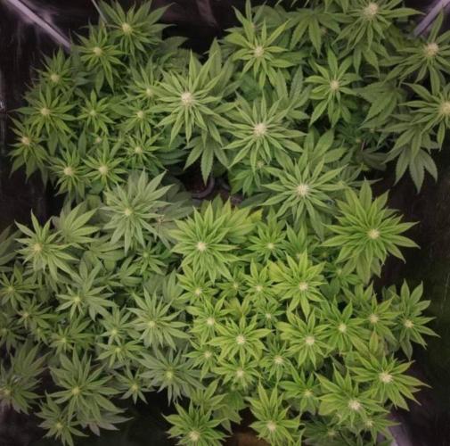 LemonKushHeadbandt. Week 8