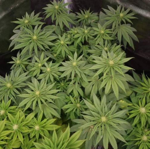 LemonKushHeadbandt. Week 8
