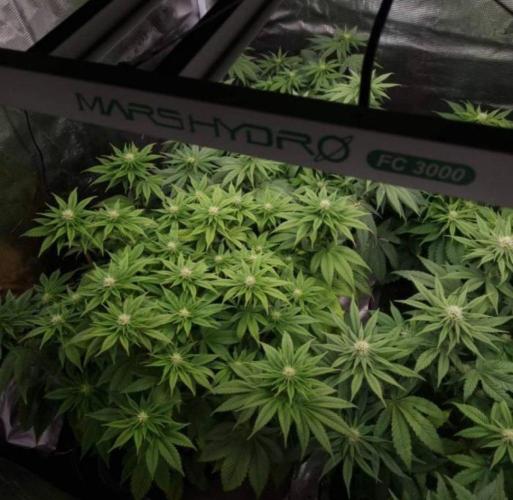 LemonKushHeadbandt. Week 8