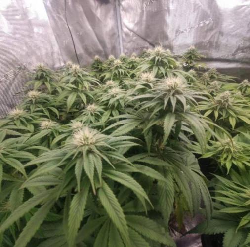 LemonKushHeadbandt. Week 9