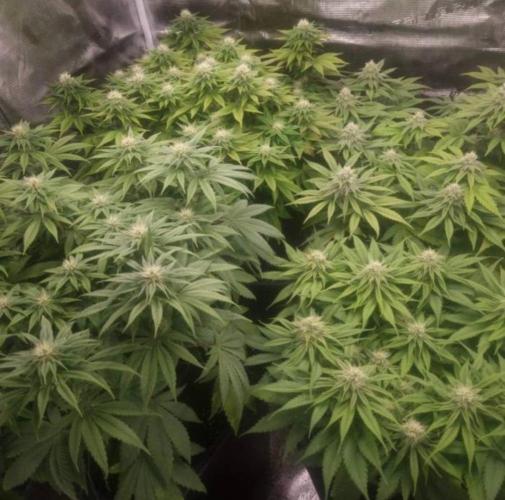 LemonKushHeadbandt. Week 9