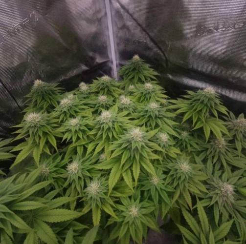 LemonKushHeadbandt. Week 9