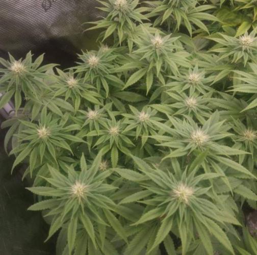 LemonKushHeadbandt. Week 9