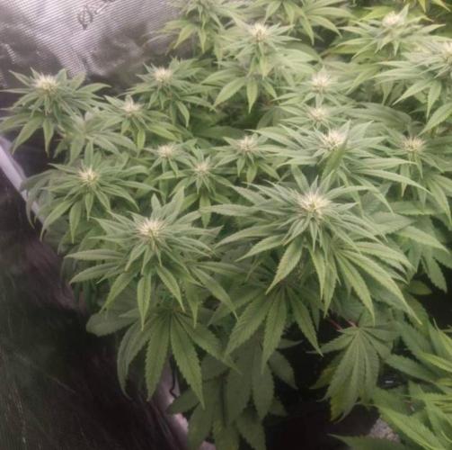 LemonKushHeadbandt. Week 9
