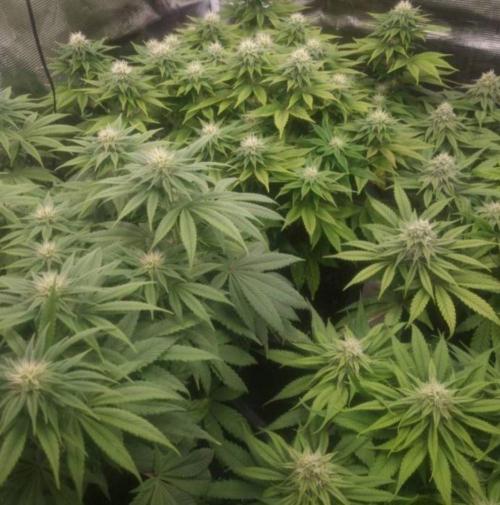 LemonKushHeadbandt. Week 9