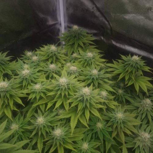 LemonKushHeadbandt. Week 9