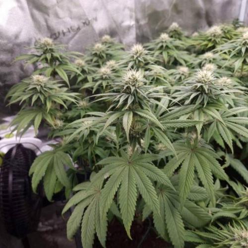 LemonKushHeadbandt. Week 10
