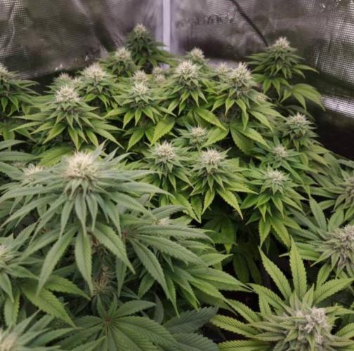 LemonKushHeadbandt. Week 10