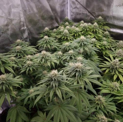 LemonKushHeadbandt. Week 10