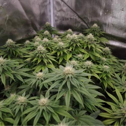 LemonKushHeadbandt. Week 10