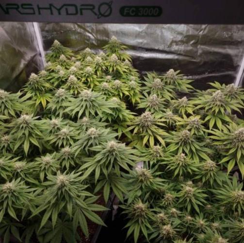 LemonKushHeadbandt. Week 11