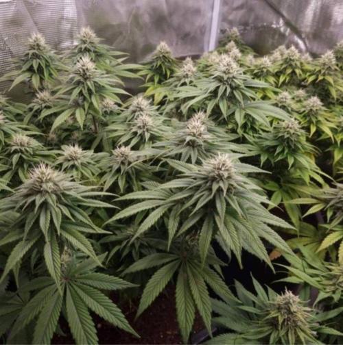 LemonKushHeadbandt. Week 11