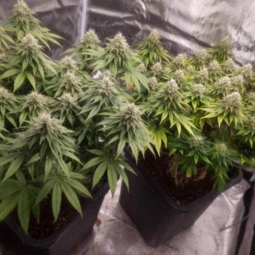 LemonKushHeadbandt. Week 12