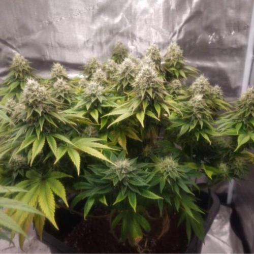 LemonKushHeadbandt. Week 12