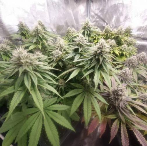 LemonKushHeadbandt. Week 12