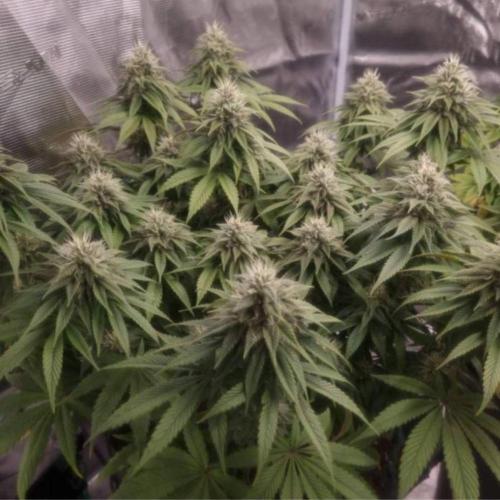 LemonKushHeadbandt. Week 12