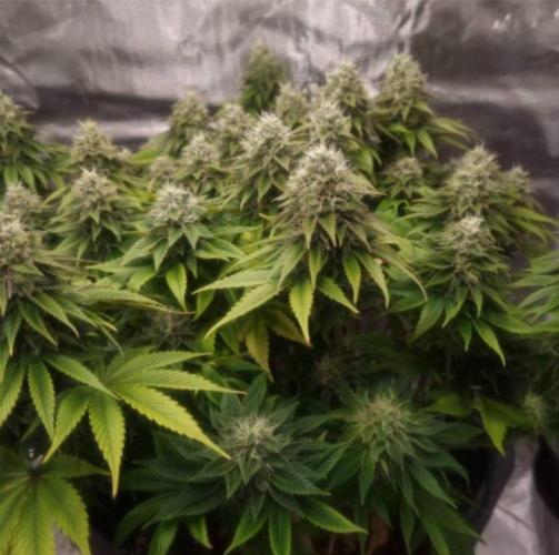 LemonKushHeadbandt. Week 12
